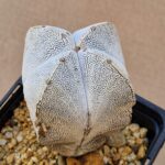 20260528_154026 Astrophytum cv Onzuko
