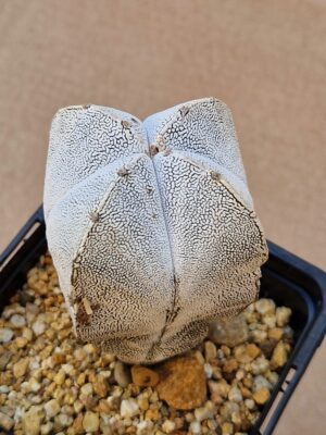 20260528_154026 Astrophytum cv Onzuko
