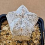 Astrophytum cv Onzuko