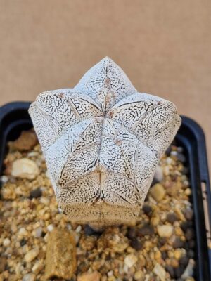 20260528_154042 Astrophytum cv Onzuko
