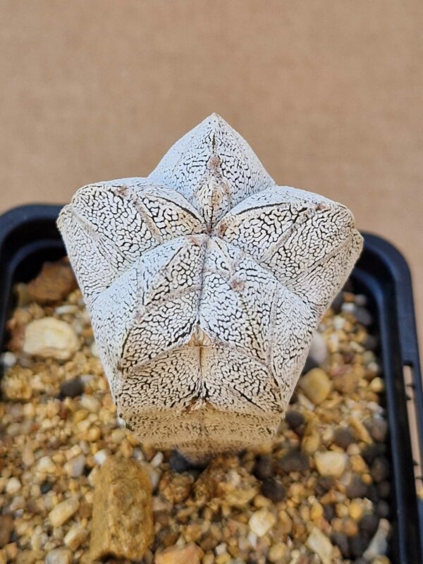 Astrophytum cv Onzuko