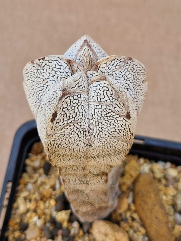 Astrophytum cv Onzuko