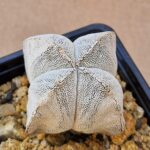 20260528_154117 Astrophytum cv Onzuko