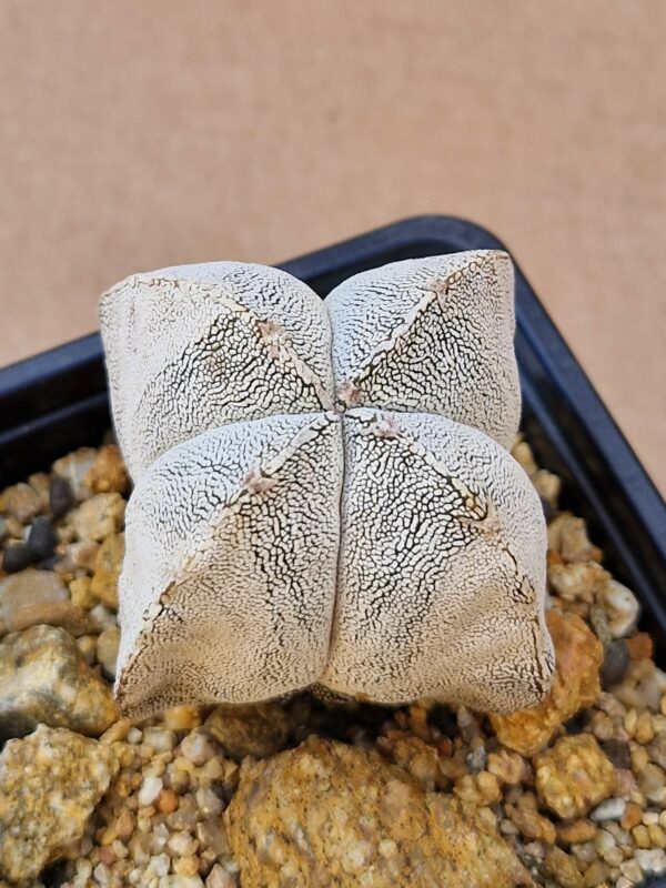 Astrophytum cv Onzuko