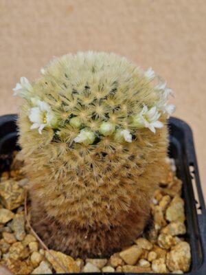20260530_084520 Mammillaria carmenae