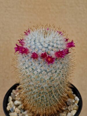 20260530_084600 Mammillaria sp