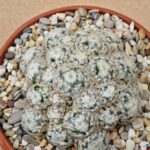 20260530_085215 Mammillaria schiedeana