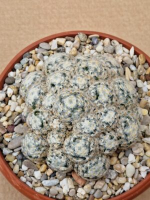 20260530_085215 Mammillaria schiedeana