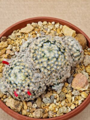 20260530_085347 Mammillaria schiedeana v plumosa