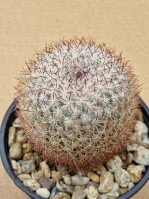 20260530_085825 Mammillaria verticialba