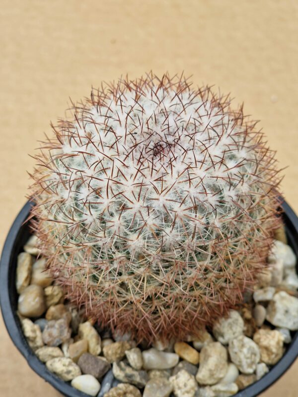Mammillaria verticialba