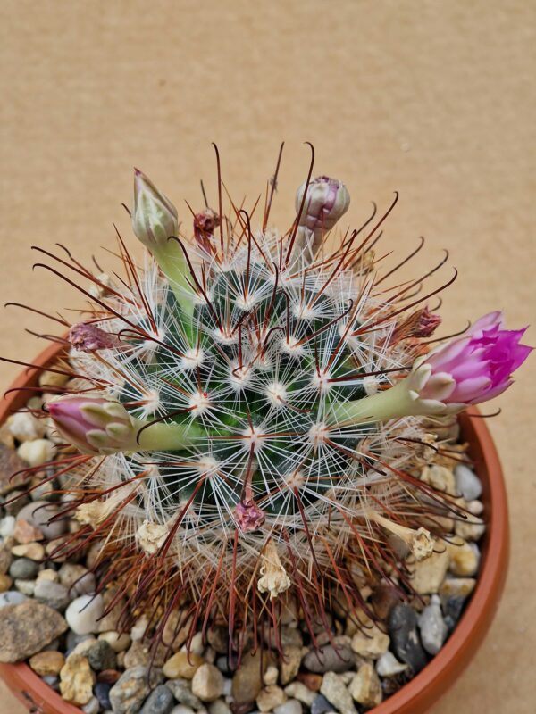 Mammillaria longiflora