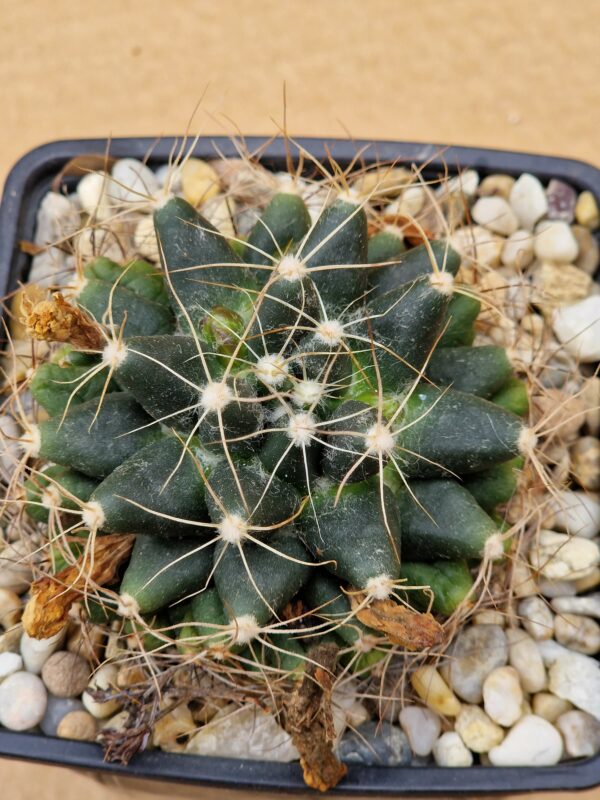 Mammillaria paulii