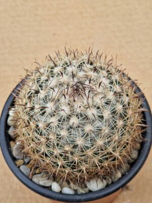 20260530_092519 Coryphantha palmerii