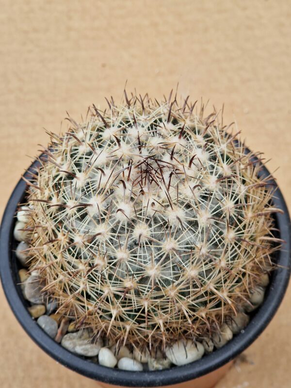 Coryphantha palmerii