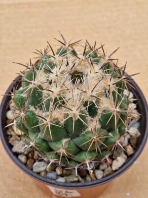 20260530_092540 Coryphantha scolymoides