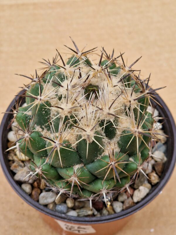 Coryphantha scolymoides