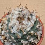 20260530_093100 Turbinicarpus polaskii