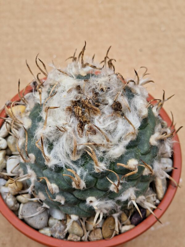 Turbinicarpus polaskii