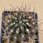 Pyrrhocactus hankeanus