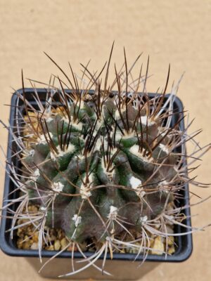 20260530_093114 Pyrrhocactus hankeanus