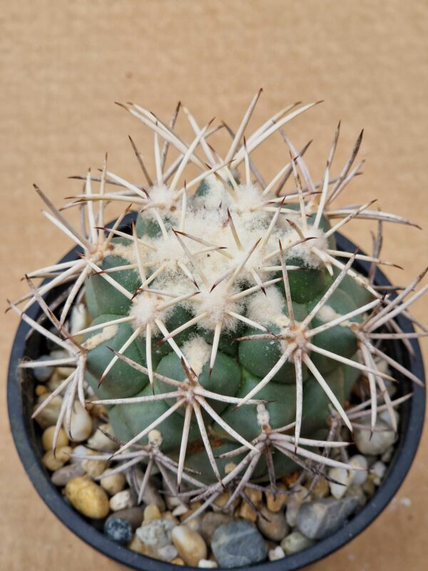 Coryphantha valida