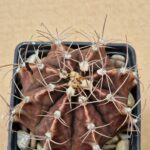 20260530_094049 Gymnocalycium friedrichianum