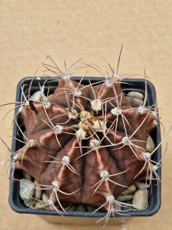 Gymnocalycium friedrichianum