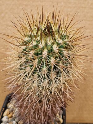 20260530_095351 Neoporteria conception