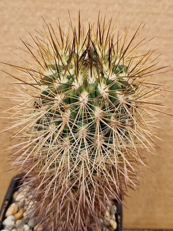 Neoporteria conception