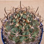 20260530_095507 Eriosyce sp