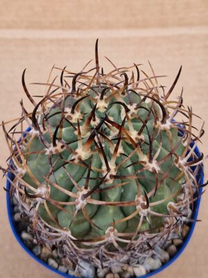 20260530_095507 Eriosyce sp