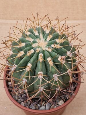 Denmosa sp