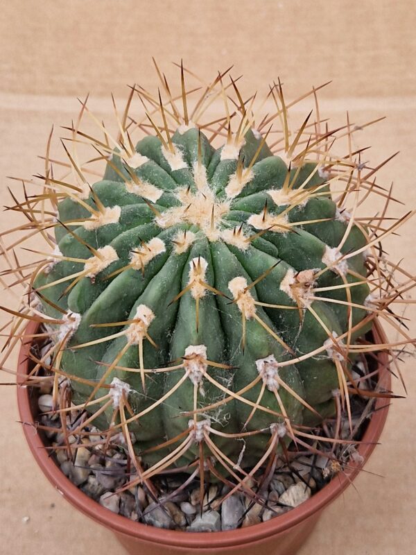Denmosa sp