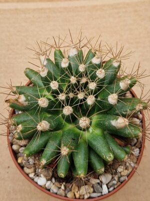 20260530_100250 Mammillaria longimamma