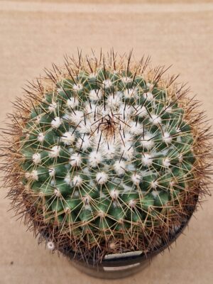 20260530_100833 Mammillaria rubrograndis