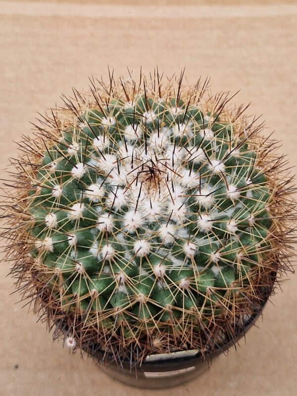 Mammillaria rubrograndis