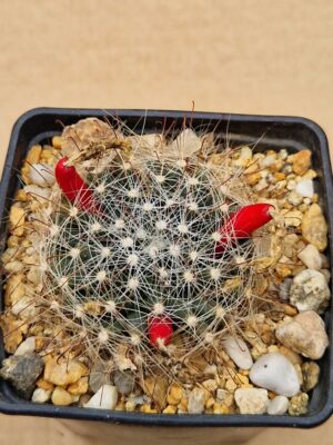20260530_100905 Mammillaria zephyranthoides