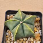 Astrophytum myriostigma v nudum