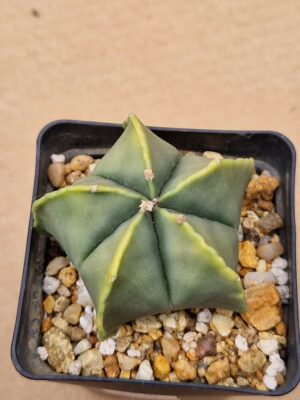 20260530_101442 Astrophytum myriostigma v nudum