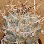 Astrophytum niveum