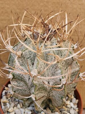 Astrophytum niveum