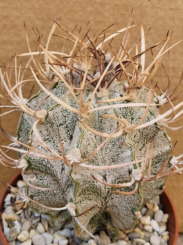 Astrophytum niveum