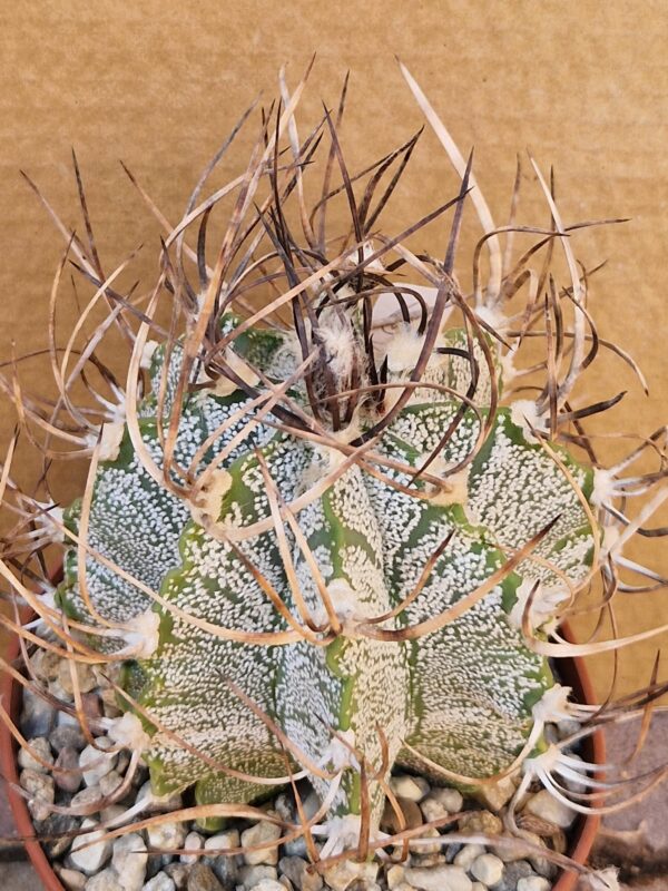 Astrophytum niveum
