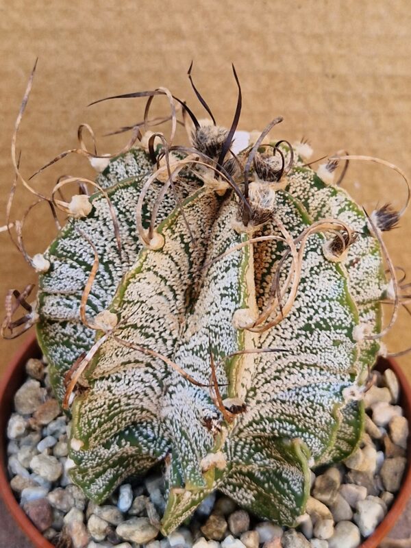 Astrophytum capricorne v mayor