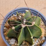 20260530_140155 Astrophytum hybrid