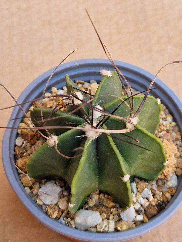 Astrophytum hybrid