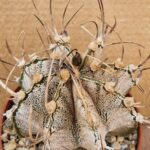 Astrophytum capricorne