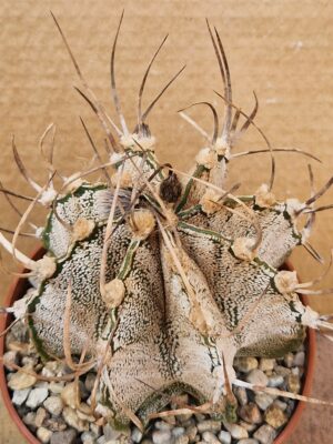 Astrophytum capricorne