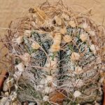 Astrophytum crassispinoides